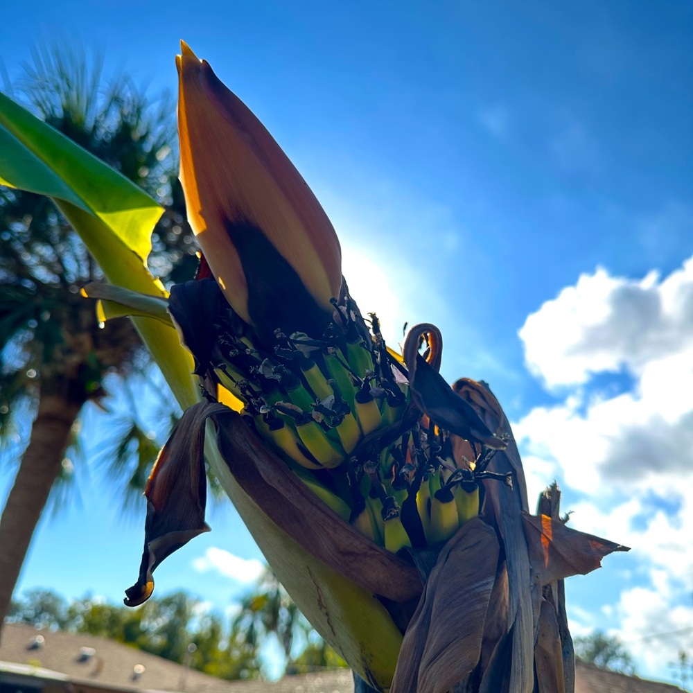 Blue Java Ice Cream Banana Plant
